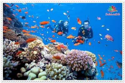 lặn biển ngắm san hồ