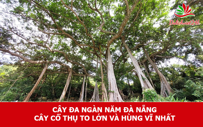 Cây đa ngàn năm Đà Nẵng