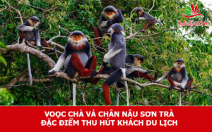 Voọc chà vá chân nâu Sơn Trà